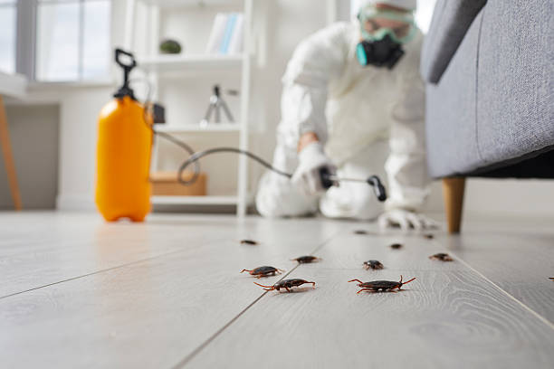 Commercial Kitchen Cockroach Control in Bremen